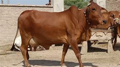 2 sahiwal cow far sale19,10,2020 - YouTube