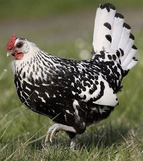 Silver Spangled Hamburg Chicken - Chicks for Sale | Cackle Hatchery