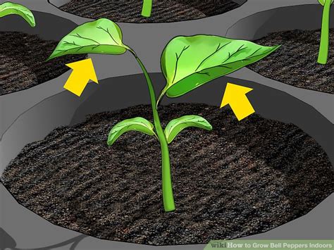 3 Ways to Grow Bell Peppers Indoors - wikiHow