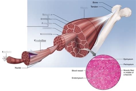 muscle fiber Diagram | Quizlet