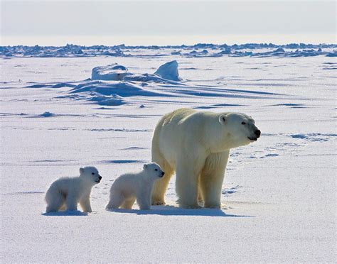 Amazing Video Captures Polar Bear's Point of View | Live Science