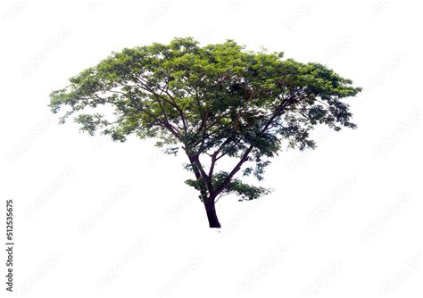 Samanea saman tree isolated on white(Samanea saman (Jacg.) Merr. Stock ...