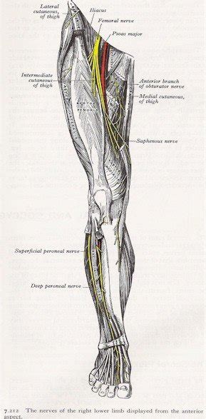 Nerves of the leg anterior view. | MyFootShop.com