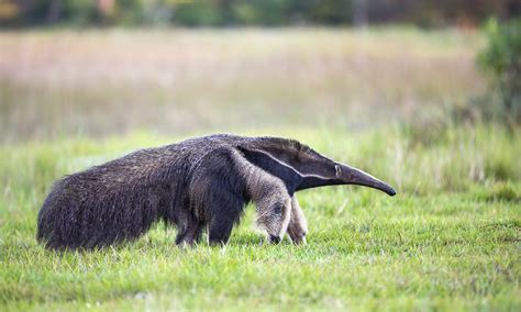 Aardvark Teeth