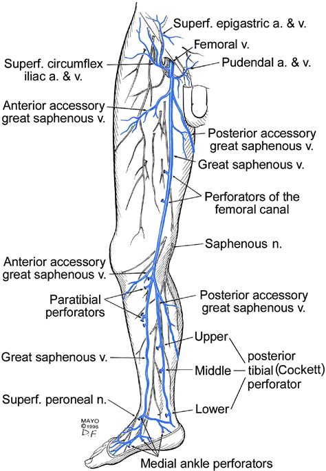 The hemodynamics and diagnosis of venous disease - Journal of Vascular ...