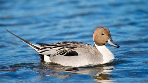 pintail | Habitat & Facts | Britannica