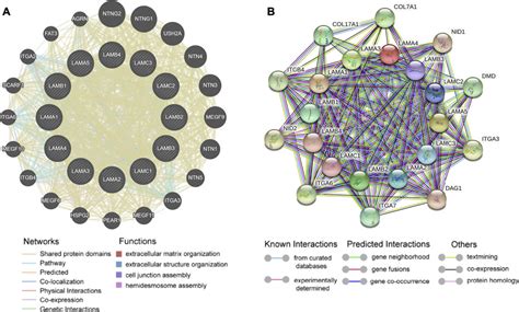 POR | Comprehensive Analysis of the Expression and Prognosis for ...