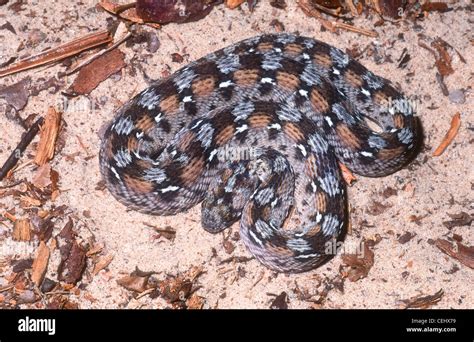 West African carpet viper, Echis ocellatus, West Africa, also known as ...