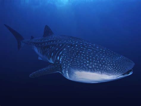 Whale Shark