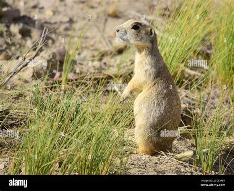 A White-tailed prairie dog on the lookout for predators at the ...