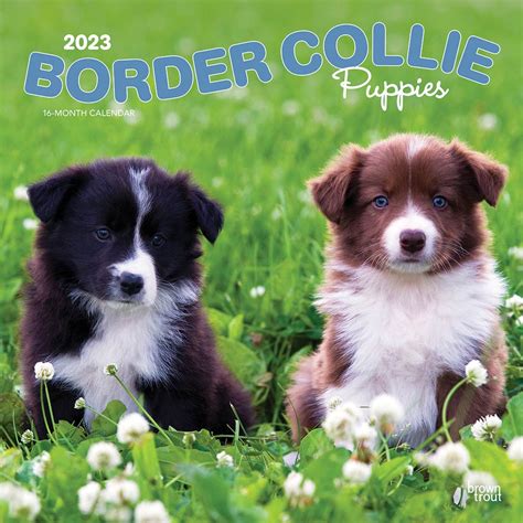 Border Collie Puppies | 2023 Square Wall Calendar – BrownTrout