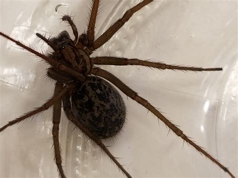 Eratigena duellica (Giant House Spider) in North Bend, Oregon United States