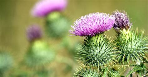 The Thistle – Scotland’s national flower | National Trust for Scotland