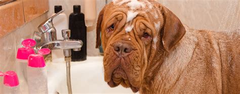 Six Tips for Bathing Your Dog | Hartz