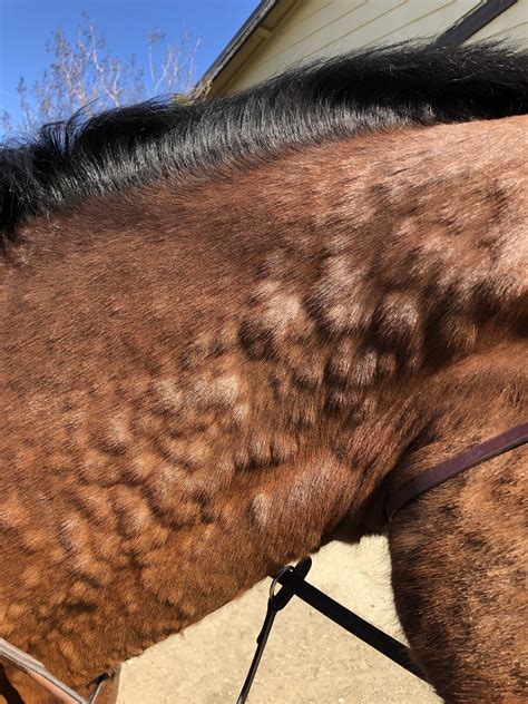 Spring 2022 - Equine Dermatology | Horse Report / School of Veterinary ...