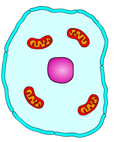 Animal Cell Diagram Diagram | Quizlet