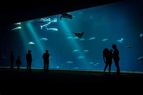 Visitors | Image gallery | Monterey Bay Aquarium