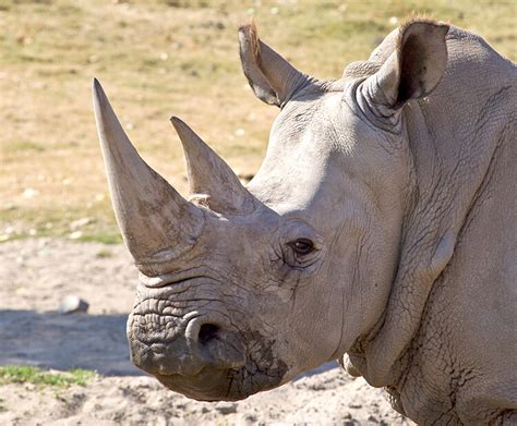 Rhinoceros | San Diego Zoo Kids