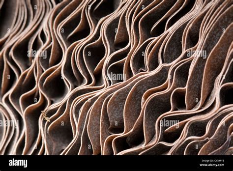 Mushroom; close up of the gills of an edible mushroom; UK Stock Photo ...