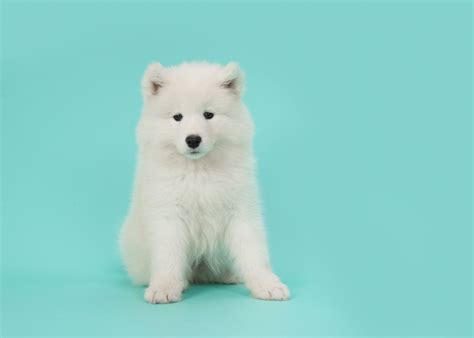 Cute White Fluffy Puppy