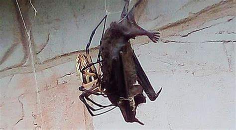 Woman Finds Spider Eating A Bat & Shares The Photo Evidence