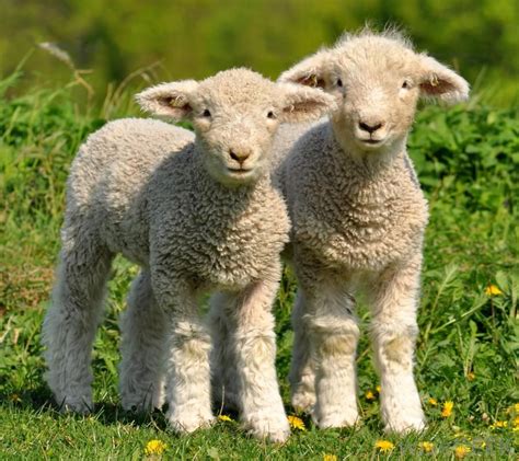 little lambs - Google Search | Cute baby animals, Baby animals, Cute lamb