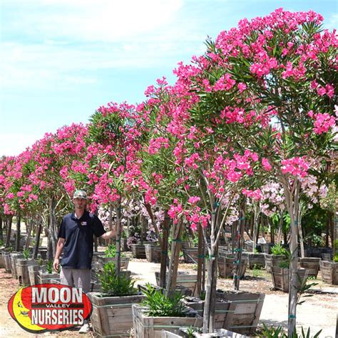 The Best Flowering Desert Trees for Nevada