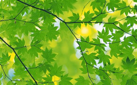 Green Leaves Wallpapers - Wallpaper Cave