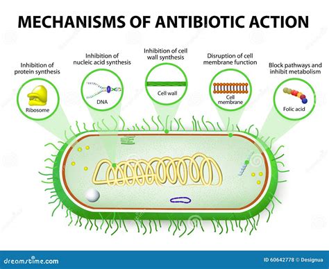 Antibiotics Mechanisms Of Action. Antibacterial Drugs Cartoon Vector ...