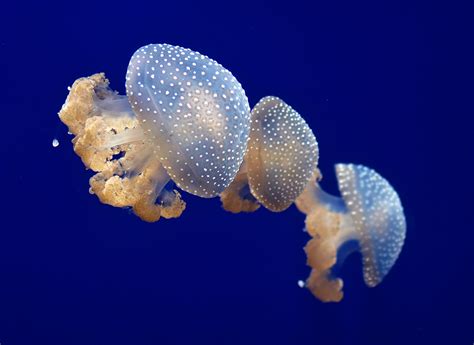 White-Spotted Jellyfish | California Academy of Sciences