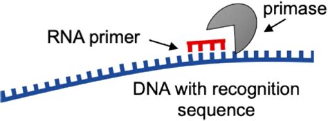 Enzymes Involved In DNA Replication – Microbe Online