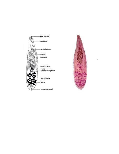 Clonorchis sinensis pdf - D. Khalid - Muhadharaty