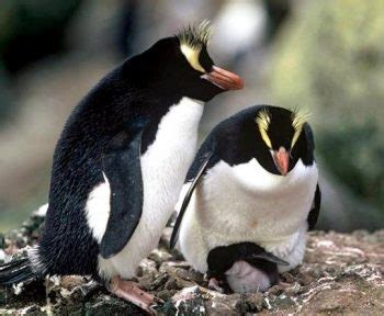 Fiordland Penguin Facts for Kids • Kids Animals Facts