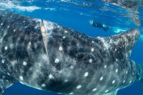 International shipping threat to endangered whale sharks - DIVE Magazine