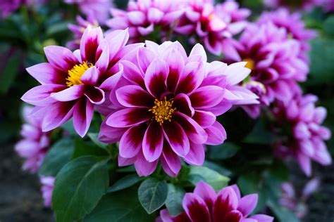 20 Perfect Flowers for Your Cottagecore Garden - Aumann's