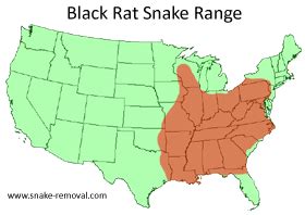 Black Rat Snake Information & Facts