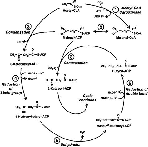 [PDF] Lipid biosynthesis. | Semantic Scholar