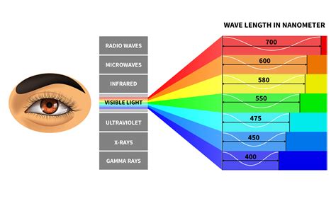 Visible light spectrum. Color waves length perceived by human eye ...