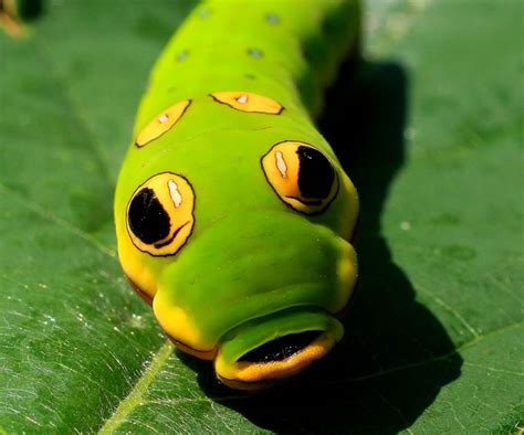 Spicebush Swallowtail Caterpillar - In The Hills