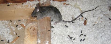 Rat Feces - Pictures, Danger, and Diseases from Rat Droppings and Poop