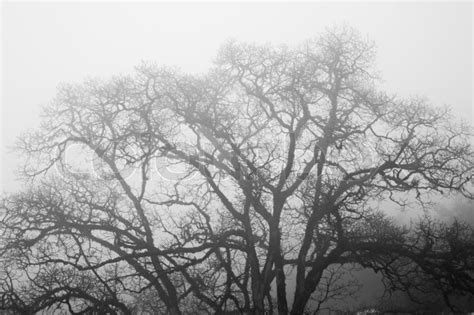 Dead Tree without Leaves in mist-black and white photo | Stock Photo ...