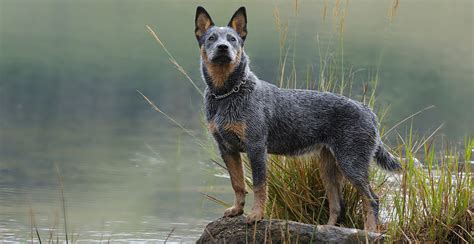 Blue Heeler Breed Guide (Lifespan, Size & Characteristics)