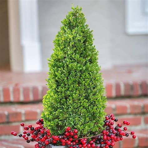 FLOWERWOOD 2.5 Gal - Compacta Japanese Holly(Ilex), Evergreen Shrub ...