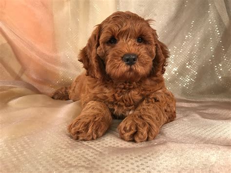 Dark Red Cockapoo Puppies for Sale in Iowa, Professional Breeders!