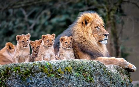 lion, Nature, Animals, Baby Animals Wallpapers HD / Desktop and Mobile ...