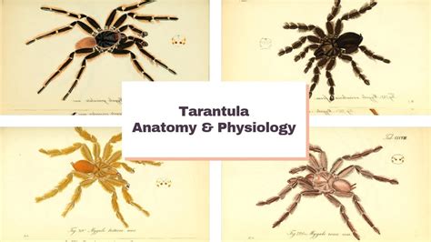 Tarantula Anatomy & Physiology: The Basics - YouTube