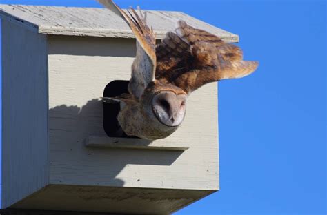 3 Free DIY Owl Box Plans You Can Make Today (With Pictures) | House Grail