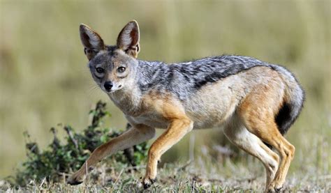 Jackal - Key Facts, Information & Pictures