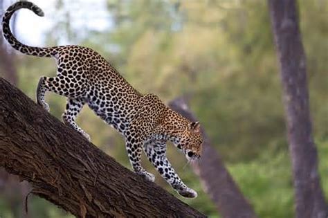 Proposed Shutdowns of Leopard Hunting Will Harm, Rather than Help ...