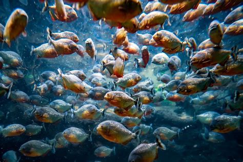 Are Piranhas Dangerous? Facts About Piranha Attacks on Humans